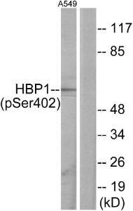 Western blot analysis of lysates from A549 cells treated with PMA 125ng/ml 30' using Anti-HBP1 (phospho Ser402) Antibody. The right hand lane represents a negative control, where the antibody is blocked by the immunising peptide.