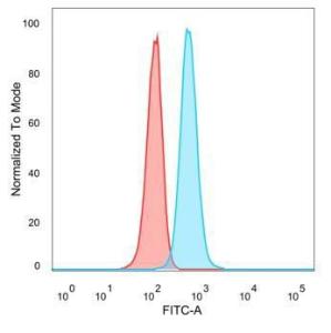 Antibody anti-CHEK2 pcrp-CHEK2-1A4 100 µg