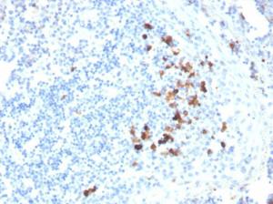 Immunohistochemical analysis of formalin-fixed, paraffin-embedded human tonsil using Anti-Human IgA Heavy Chain Antibody [HISA43]