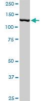 Anti-CAND1 Mouse Monoclonal Antibody [clone: 1G5]