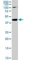 Anti-PALM2 Mouse Monoclonal Antibody [clone: 1A8]