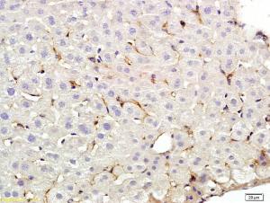 Anti-CD209A Rabbit Polyclonal Antibody