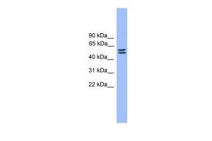 Anti-SPINT1 Rabbit Polyclonal Antibody