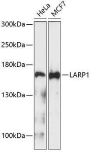 Western blot analysis of extracts of various cell lines, using Anti-LARP1 Antibody (A9495) at 1:1,000 dilution. The secondary antibody was Goat Anti-Rabbit IgG H&L Antibody (HRP) at 1:10,000 dilution.