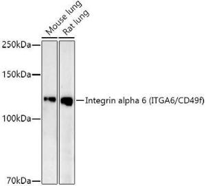 Anti-Integrin alpha 6 antibody