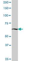 Anti-KBTBD7 Mouse Polyclonal Antibody