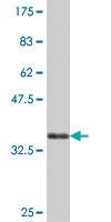 Anti-ANXA4 Mouse Polyclonal Antibody