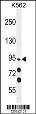 Anti-MYO19 Rabbit Polyclonal Antibody (APC (Allophycocyanin))