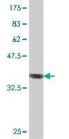 Anti-ASRGL1 Mouse Polyclonal Antibody