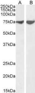 Antibody A85267-100 100 µg