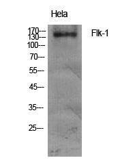 Western blot analysis of various cells using Anti-VEGFR2 Antibody