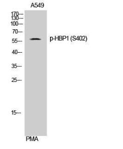 Western blot analysis of A549 cells using Anti-HBP1 (phospho Ser402) Antibody