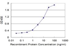 Anti-GCHFR Mouse Monoclonal Antibody [clone: 4G6]