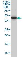 Anti-PALM2 Mouse Monoclonal Antibody [clone: 1A8]