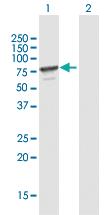 Anti-MPP7 Mouse Polyclonal Antibody