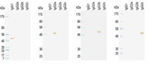 Western blotting to rat immunoglobulins under reducing condition detected by HRP conjugated KT96, KT97, KT98 and KT99