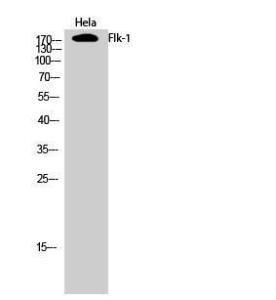 Western blot analysis of Hela cells using Anti-VEGFR2 Antibody