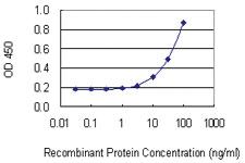 Anti-RRAS2 Mouse Monoclonal Antibody [clone: 2D3-4B8]