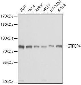 Anti-GTPBP4/NOG1 antibody