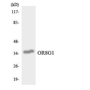 Western blot analysis of the lysates from HT 29 cells using Anti-OR8G1 Antibody