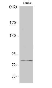 Western blot analysis of HuvEc cells using Anti-Tau Antibody