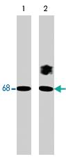 Anti-PXN Rabbit Polyclonal Antibody