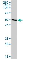 Anti-TRIM21 Mouse Polyclonal Antibody