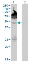 Anti-PALM2 Mouse Monoclonal Antibody [clone: 1A8]