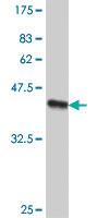 Anti-SMC4 Mouse Polyclonal Antibody