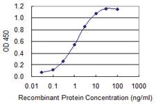 Anti-ZAN Mouse Monoclonal Antibody [clone: 2B6]