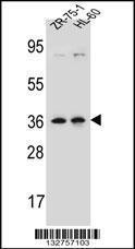 Anti-LUZP2 Rabbit Polyclonal Antibody (APC (Allophycocyanin))