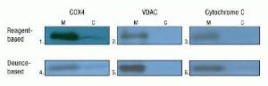 Mitochondria isolation kit for tissue