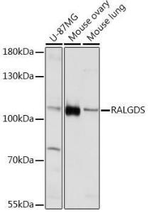 Western blot analysis of extracts of various cell lines, using Anti-RALGDS Antibody (A93309) at 1:1,000 dilution