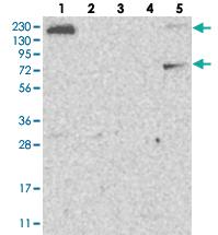 Anti-FAM83H Rabbit Polyclonal Antibody