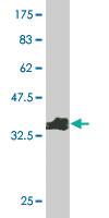 Anti-PTBP1 Mouse Monoclonal Antibody [clone: 3H8]