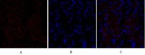 Immunofluorescence analysis of mouse kidney tissue using Anti-VEGFR2 Antibody (red) at 1:200 (4°C overnight). Cy3 labelled secondary antibody was used at 1:300 (RT 50min). Panel A: Target. Panel B: DAPI. Panel C: Merge.