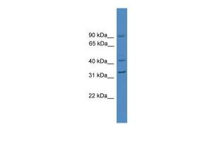 Anti-SERPINE1 Rabbit Polyclonal Antibody