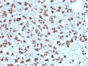 Immunohistochemical analysis of formalin-fixed, paraffin-embedded human pancreas using Anti-BARX1 Antibody [BARX1/2760]