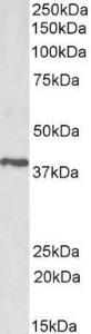 Anti-PTGR2 Antibody (A83624) (1 µg/ml) staining of Pig Testis lysate (35 µg protein in RIPA buffer). Primary incubation was 1 hour. Detected by chemiluminescence