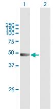 Anti-TRIM21 Mouse Polyclonal Antibody