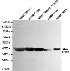 Anti-ACTB Mouse Monoclonal Antibody [clone: 13k1]