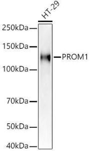 Anti-CD133 Rabbit Polyclonal Antibody