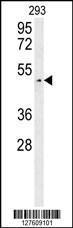 Anti-LUZP4 Rabbit Polyclonal Antibody (APC (Allophycocyanin))