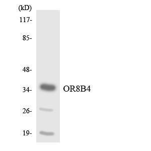 Western blot analysis of the lysates from Jurkat cells using Anti-OR8B4 Antibody