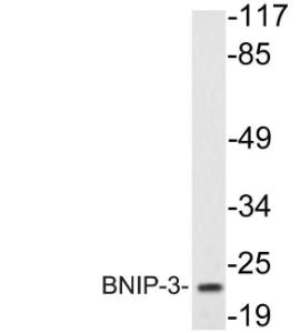 Anti-BNIP-3 antibody