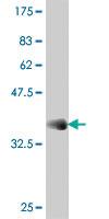 Anti-MYLK2 Mouse Polyclonal Antibody