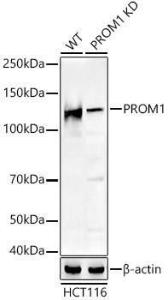 Anti-CD133 Rabbit Polyclonal Antibody