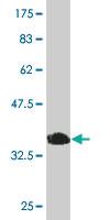 Anti-MYLK2 Mouse Monoclonal Antibody [clone: 2G1]