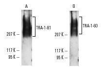 Anti-Perilipin Rabbit Polyclonal Antibody (DyLight® 488)