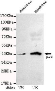 Anti-ACTB Mouse Monoclonal Antibody [clone: 13k1]